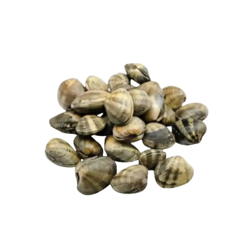 Frozen Cooked Vongole Clam Shell On (1kg/pack)