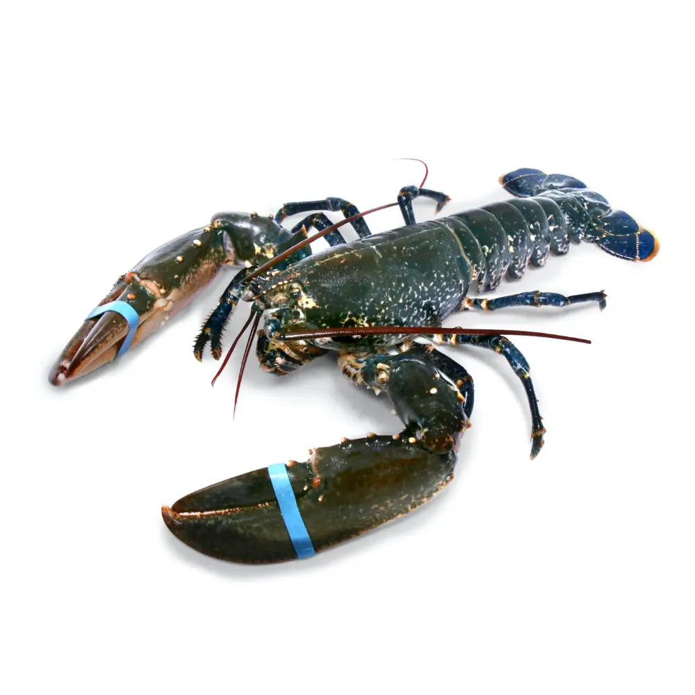 Brittany Blue Lobster 400-550g/pc (1pc/pack)