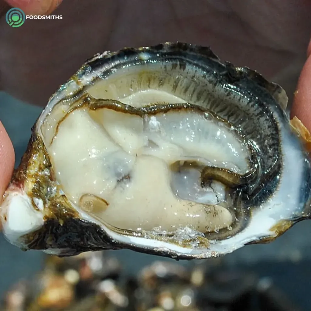 Japanese Hyogo Cutie Oyster with Shell (30-40g/pc) 10pc/pack
