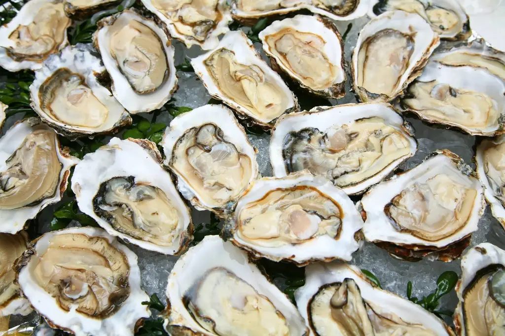 Frozen Oyster with shell (Smart Oyster) หอยนางรมญี่ปุ่น 2 ฝา แช่แข็ง Size 60-74g/pc (780g/12pc/1.24KG)/pack 