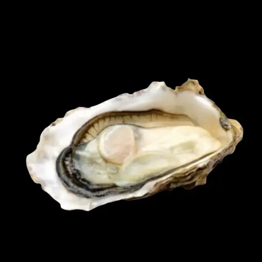 [SF075] Muirgen Irish Oysters No.3 50 pcs