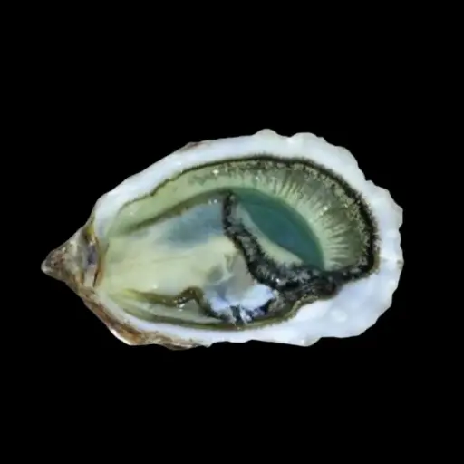 [SF076] Fine De Claire Oysters Verte Red Label No.3 48 pcs