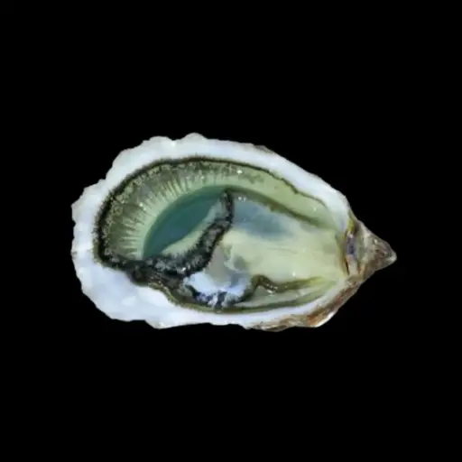 [SF077] Fine De Claire Oysters No.3 48 pcs